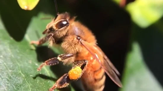 Produttore di alimenti biologici Beehall, polline d'api naturale di alta qualità sfuso